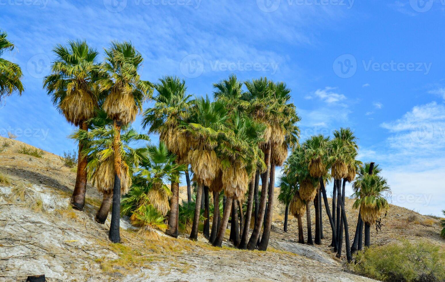 Palm trees rise in the desert at Thousand Palms Oasis near Coachella Valley Preserve. Villis palms oasis. California photo