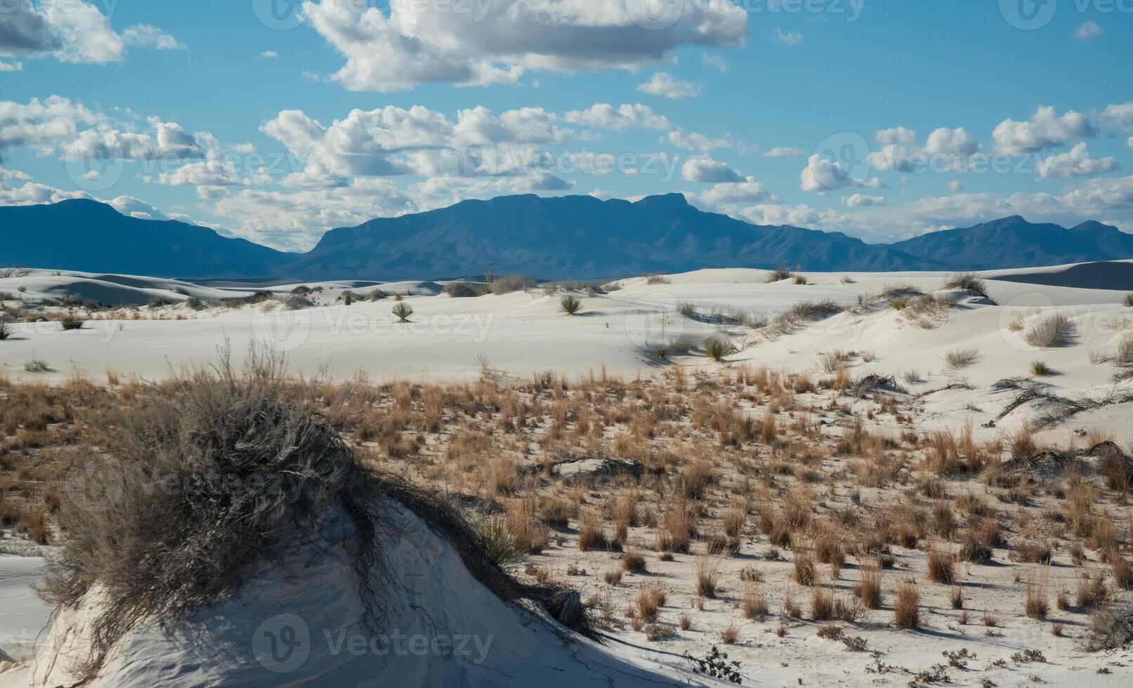 Drought-resistant desert plants and Yucca plants growing in White Sands National Monument, New Mexico, USA photo