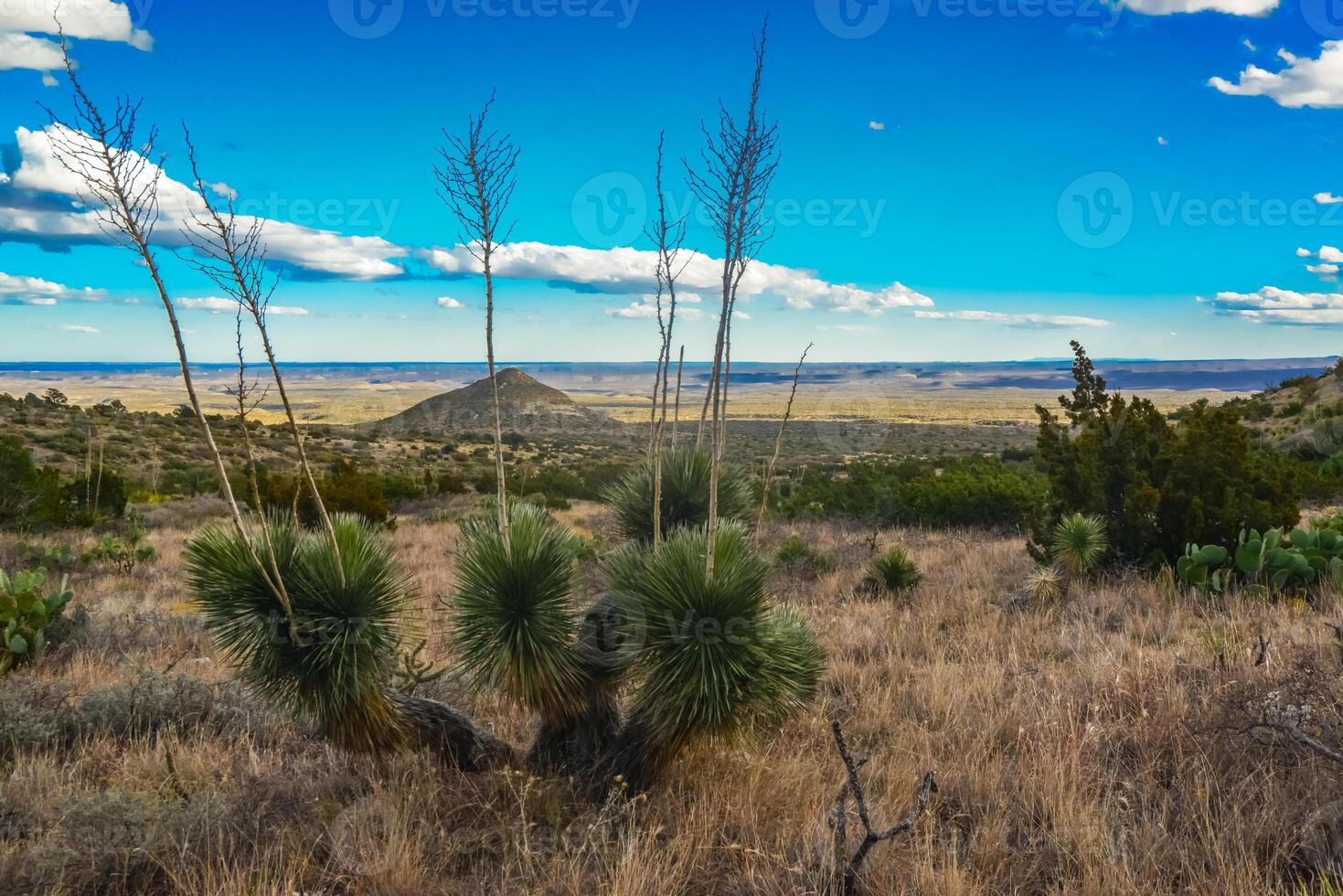 Agave, yucca, cacti and desert plants in a mountain valley landscape in New Mexico, photo