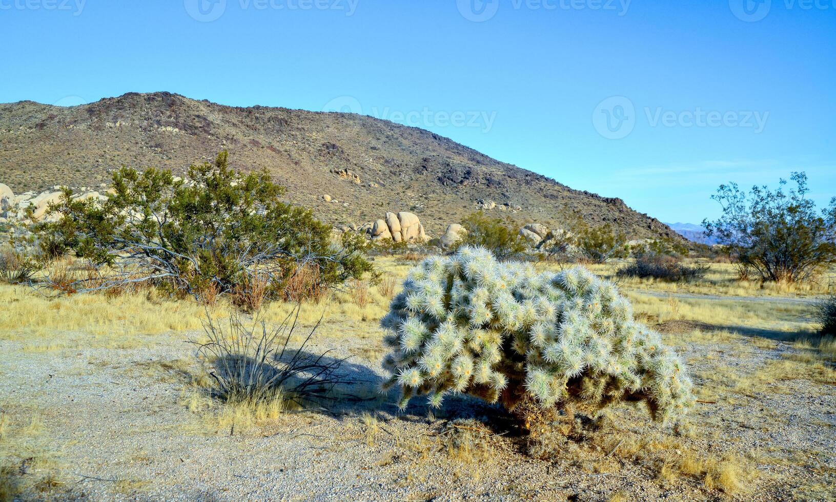 Cylindropuntia echinocarpa - Cholla Cactus Garden Sunset Mojave Desert Joshua Tree National Park photo