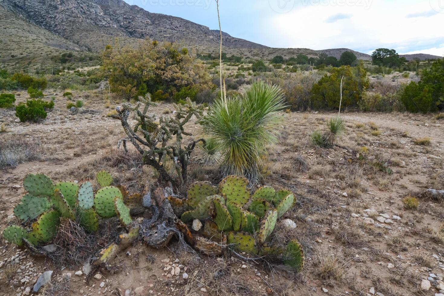 Opuntia cacti and other desert plants in the mountains landscape in New Mexico, USA photo