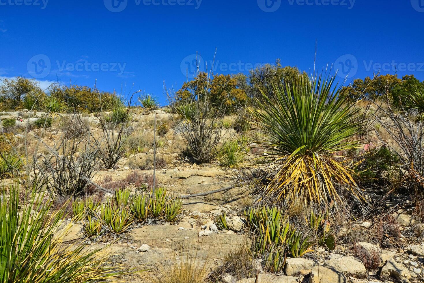 Agave, yucca, cacti and desert plants in a mountain valley landscape in New Mexico, photo