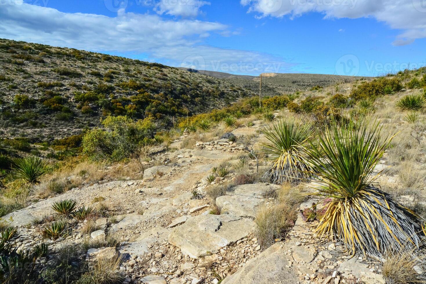 Agave, yucca, cacti and desert plants in a mountain valley landscape in New Mexico, photo