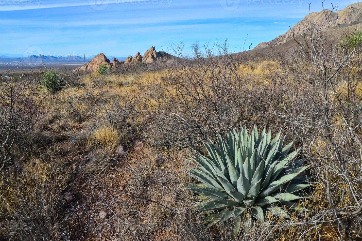 Desert landscape with dry plants, in the foreground is large Agave, New Mexico, USA photo