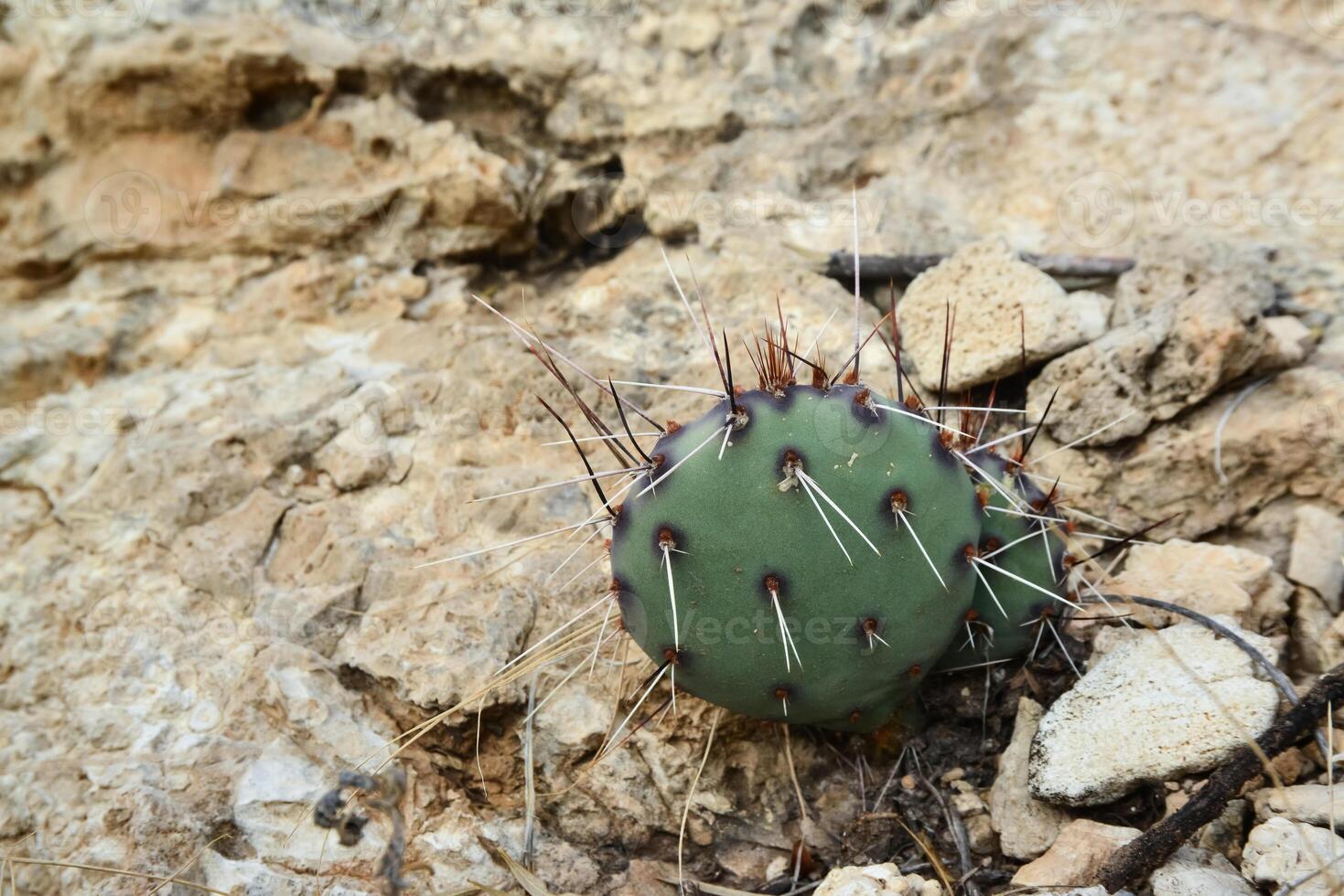 Opuntia cacti and other desert plants in the mountains landscape in New Mexico, USA photo
