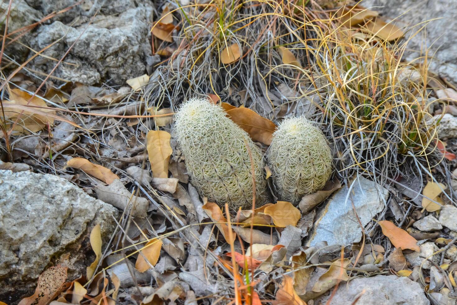 Cactus Echinocereus coccineus and other desert plants in the mountains landscape in New Mexico, USA photo