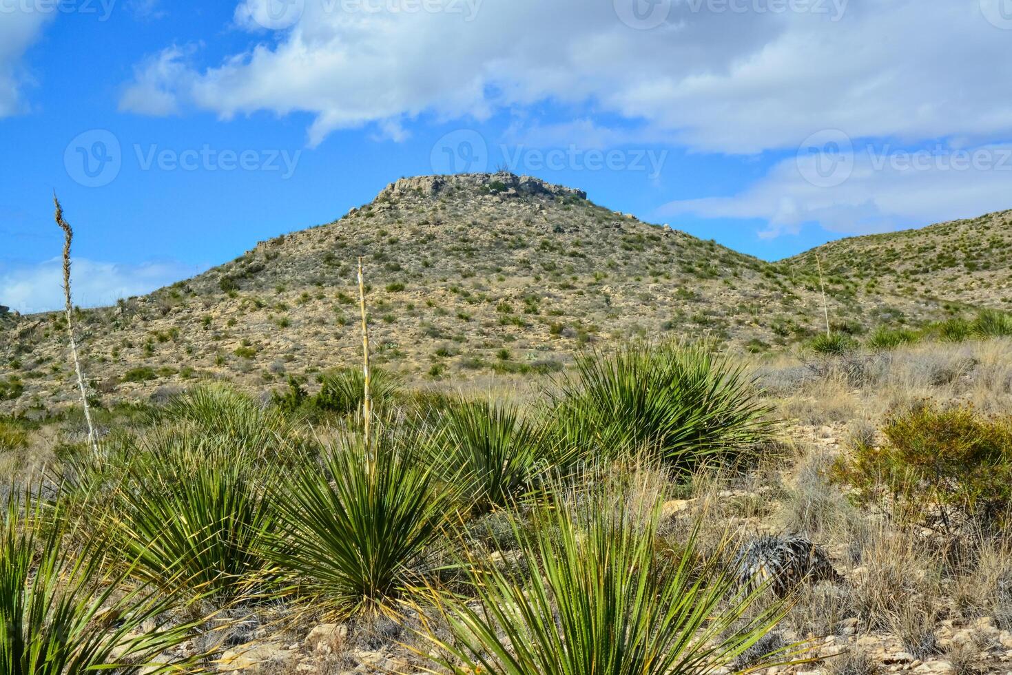 Agave, yucca, cacti and desert plants in a mountain valley landscape in New Mexico, photo