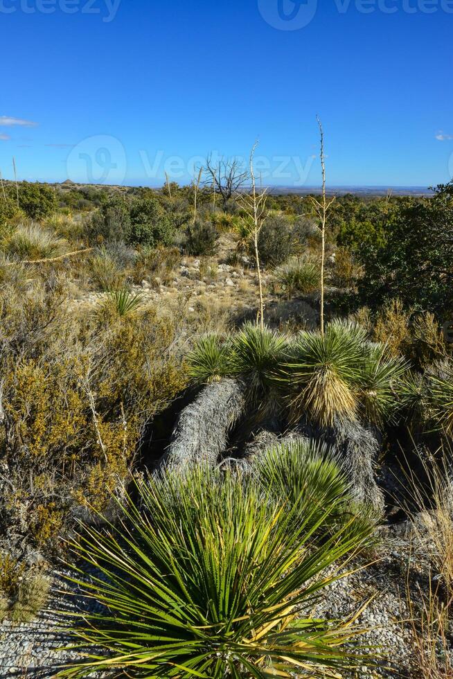 Agave, yucca, cacti and desert plants in a mountain valley landscape in New Mexico, photo