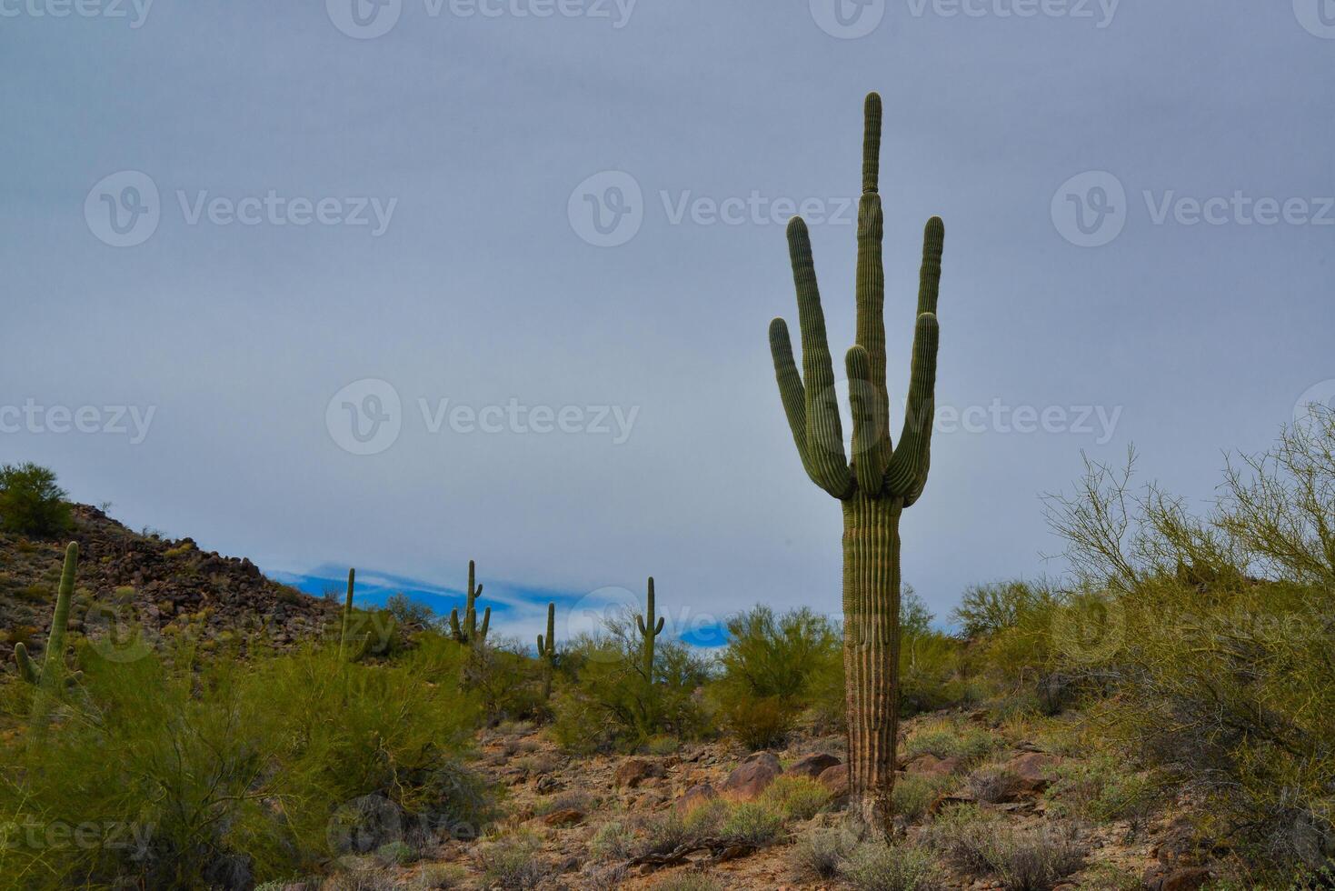 Giant cactus Saguaro cactus Carnegiea gigantea against the background of a cloudy sky photo