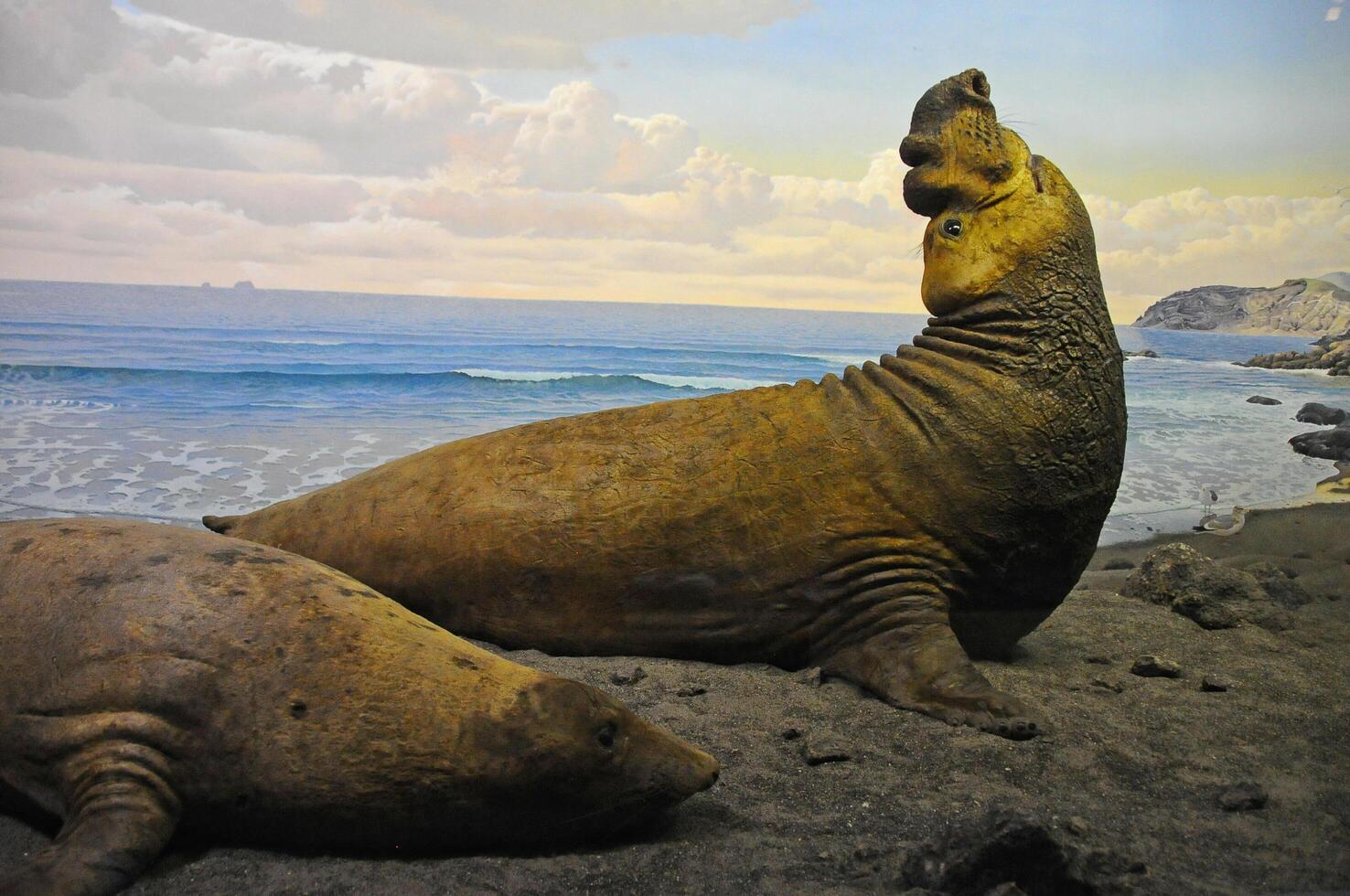 Manhattan, New York - NOVEMBER 17, 2011 seal, elephant seals at the National History Museum. The American Museum of Natural History, New York, NY. photo