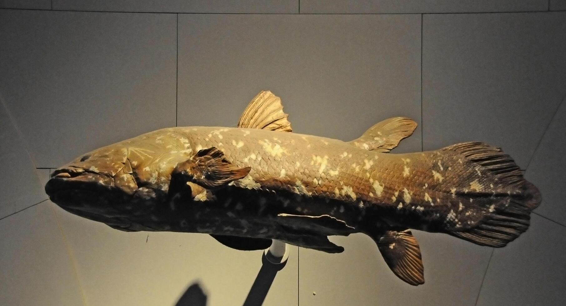 Manhattan, New York - NOVEMBER 17, 2011 coelacanth in the exposition of the National History Museum. The American Museum of Natural History, New York, NY. photo