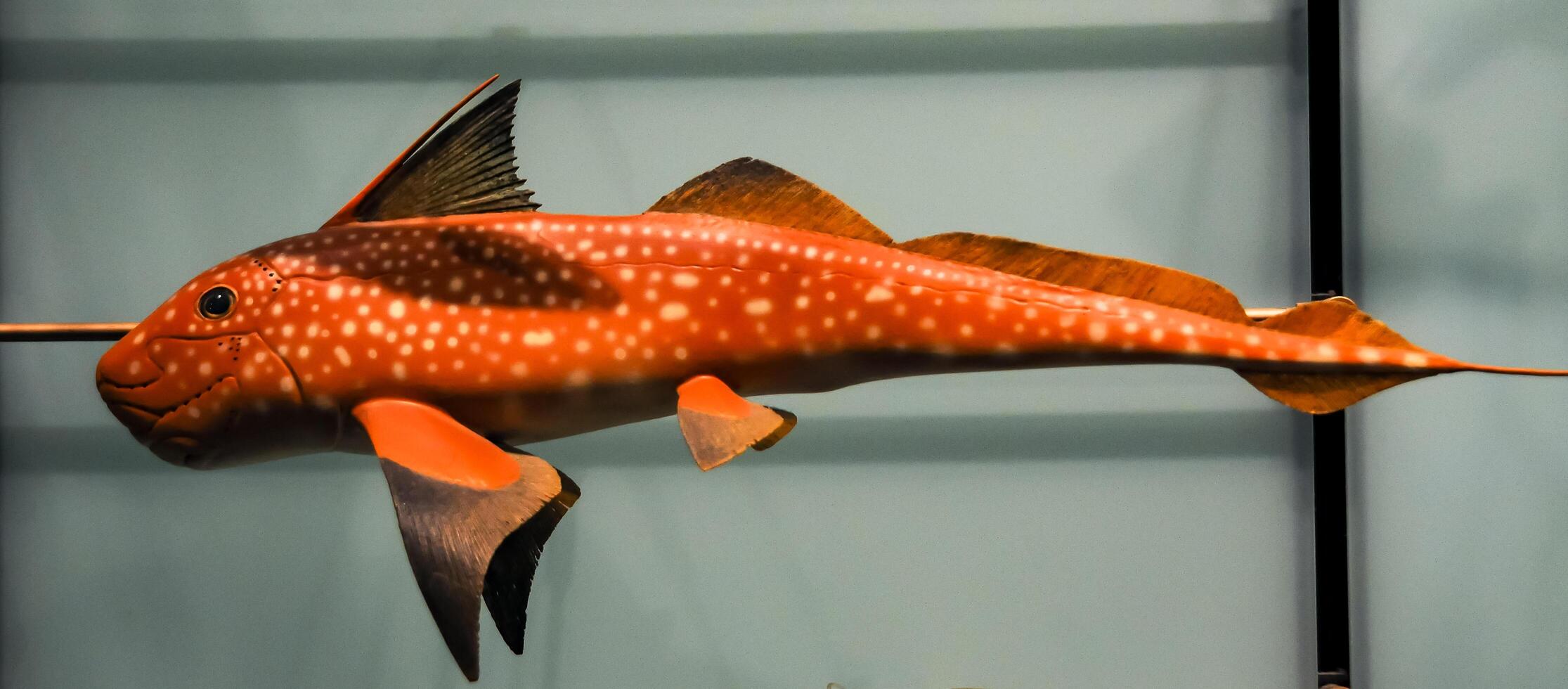 NEW YORK, USA - DECEMBER 05, 2011 A stuffed deep-sea Rabbit fish -chimaera fish- on display at the Museum of National History, USA photo