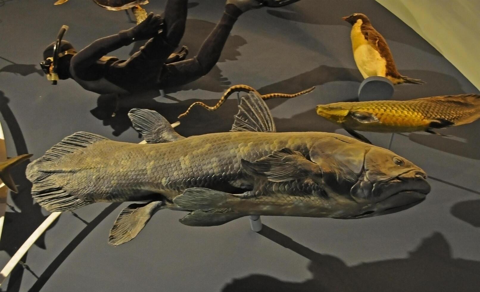 Manhattan, New York - NOVEMBER 17, 2011 coelacanth in the exposition of the National History Museum. The American Museum of Natural History, New York, NY. photo