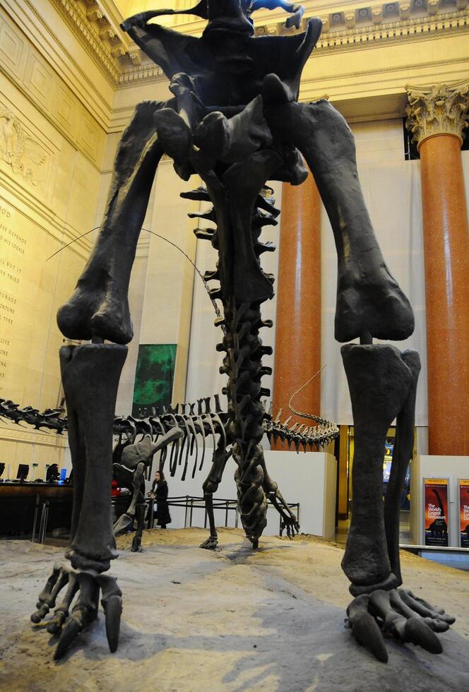 Manhattan, New York - NOVEMBER 17, 2011 Dinosaur skeleton, Metropolitan Museum of Art, Manhattan, New York, United States. The American Museum of Natural History, NY. photo