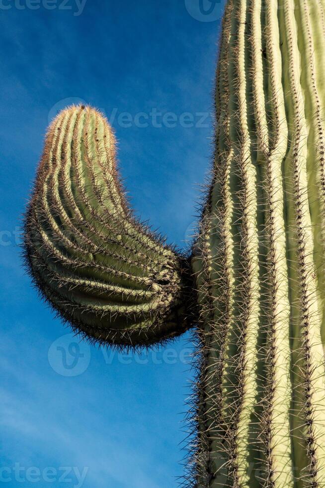 Three Giant Saguaros Carnegiea gigantea. Organ Pipe Cactus National Monument, Arizona photo
