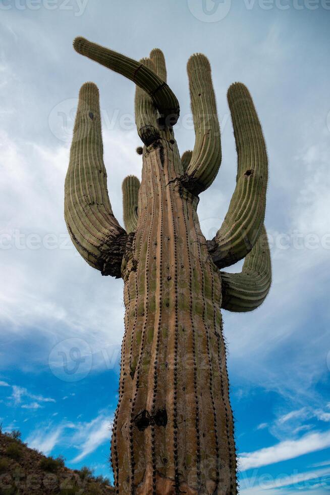 Giant cactus Saguaro cactus Carnegiea gigantea against the background of a cloudy sky, Arizona photo