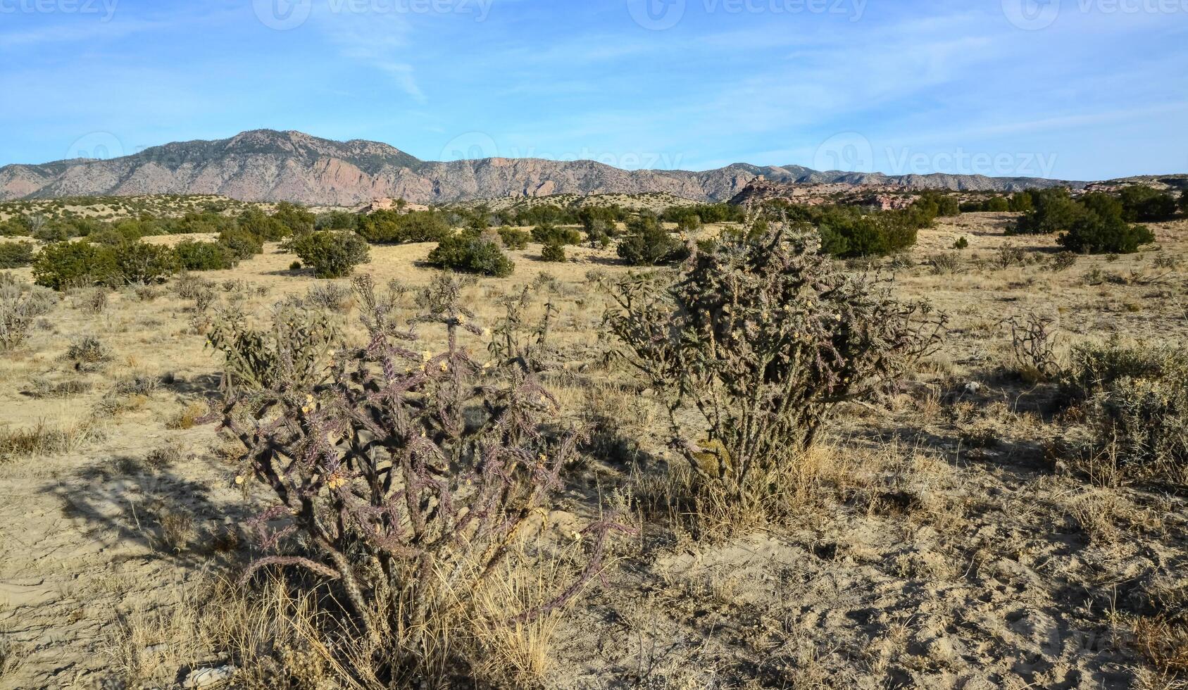 Cacti Cylindropuntia versicolor Prickly cylindropuntia with yellow fruits with seeds. New Mexico, USA photo