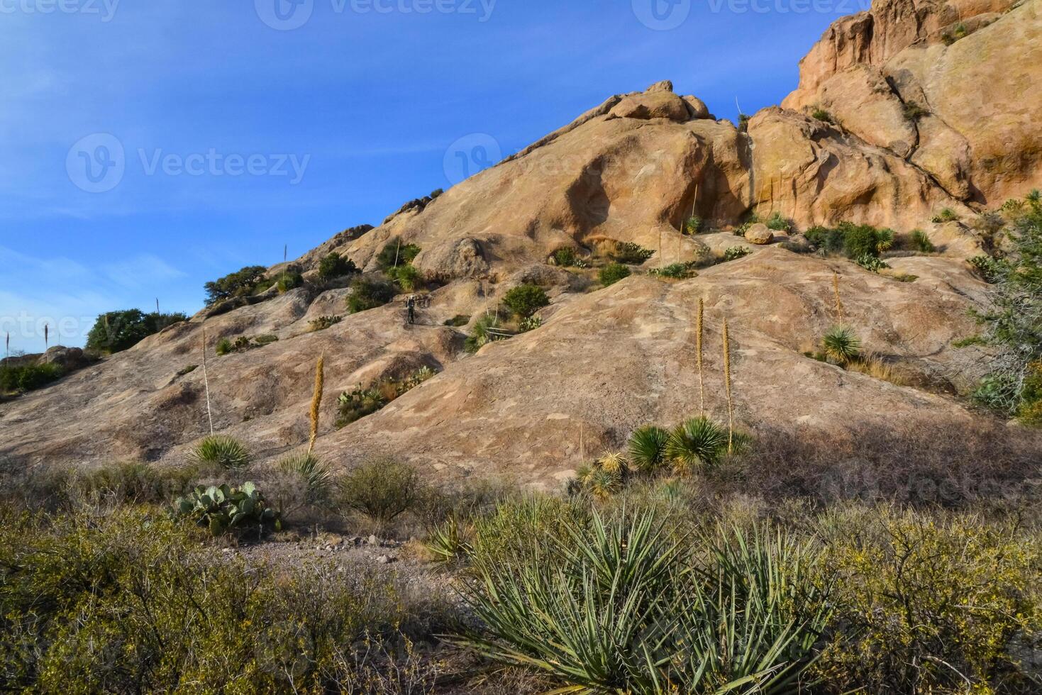 Mountain landscape with yucca, cacti and desert plants in Organ Mountains-Desert Peaks National Monument in New Mexico, USA photo