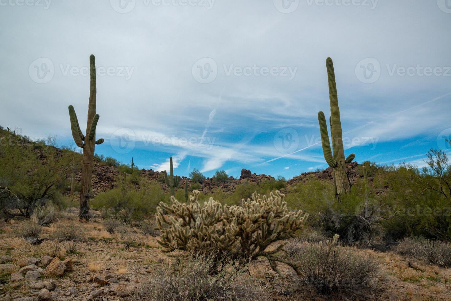 Giant cactus Saguaro cactus Carnegiea gigantea against the background of a cloudy sky photo