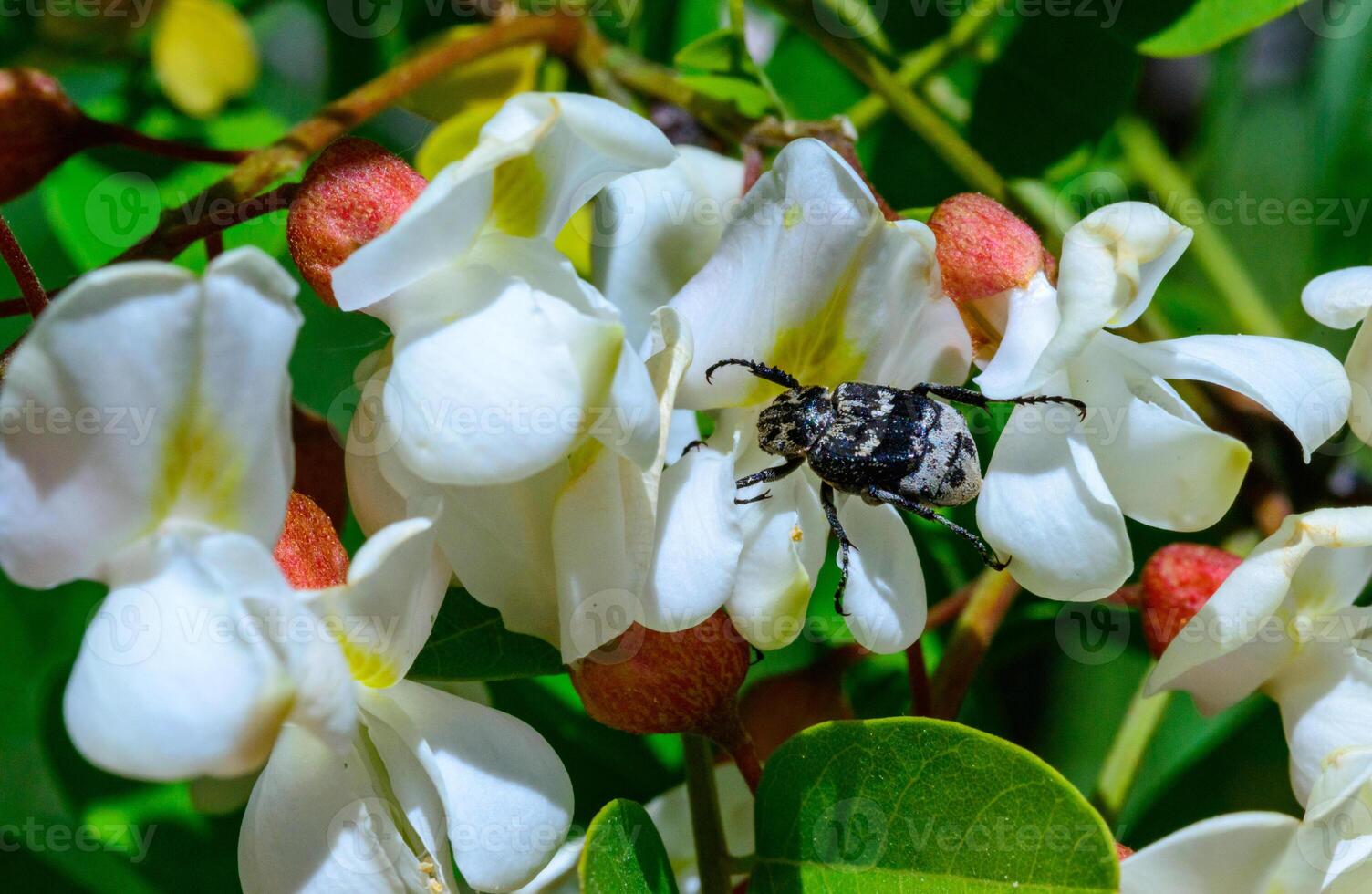 Valgus hemipterus Scarabaeidae, beetle on the inflorescence of an acacia tree photo