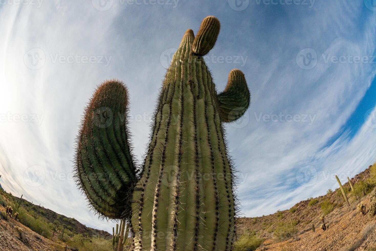 Landscape of a stone desert, photo of a cactus with a Fish Eye lens, Giant cactus Saguaro cactus Carnegiea gigantea, Arizona