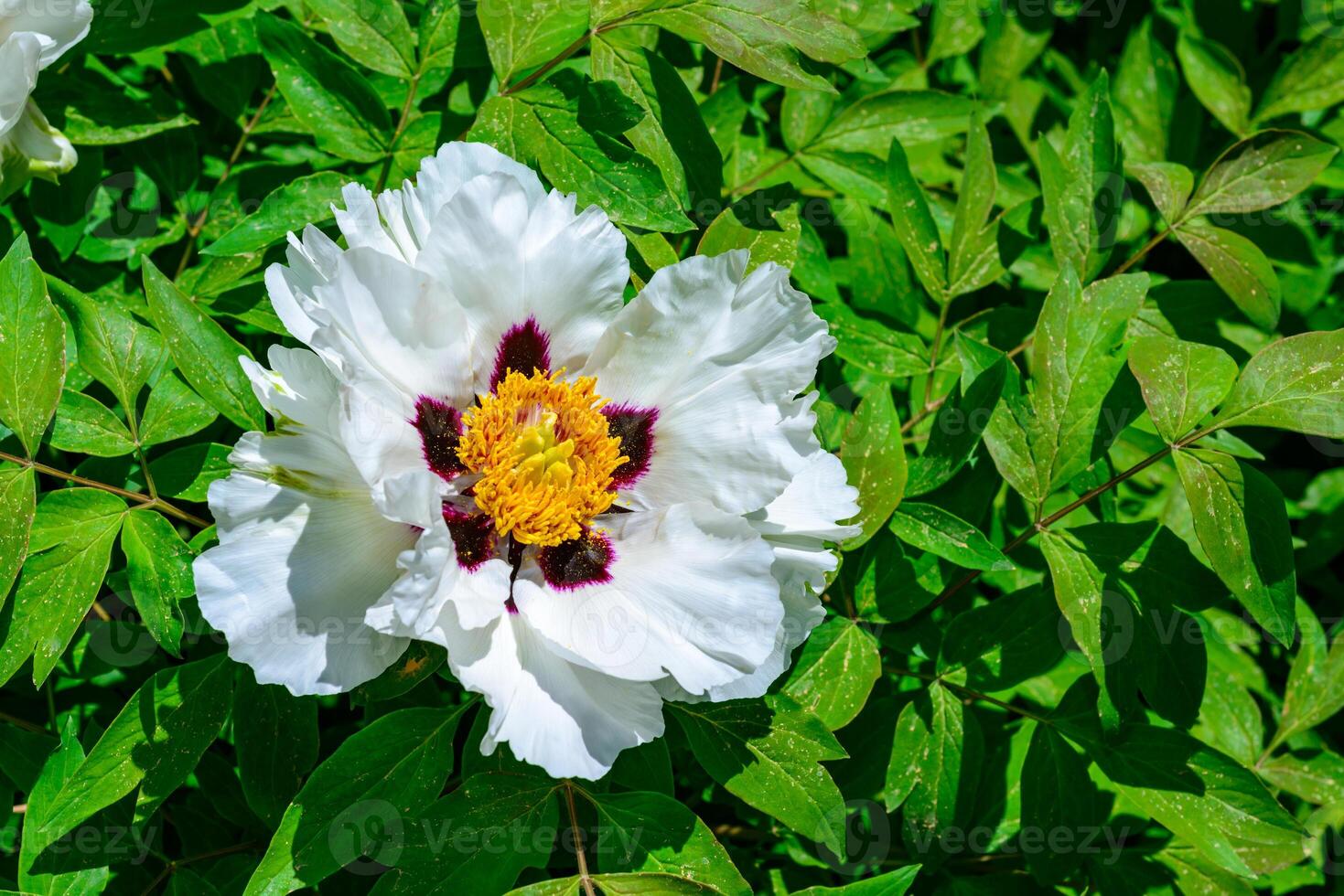 White flower of a tree -like peony hassle in the spring photo