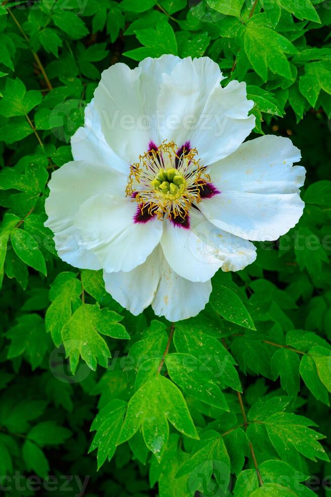 White flower of a tree -like peony hassle in the spring photo