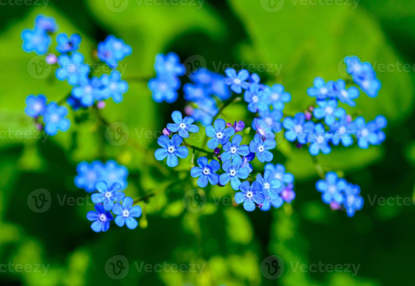 Brunnera sp. - garden plant with delicate blue flowers against photo