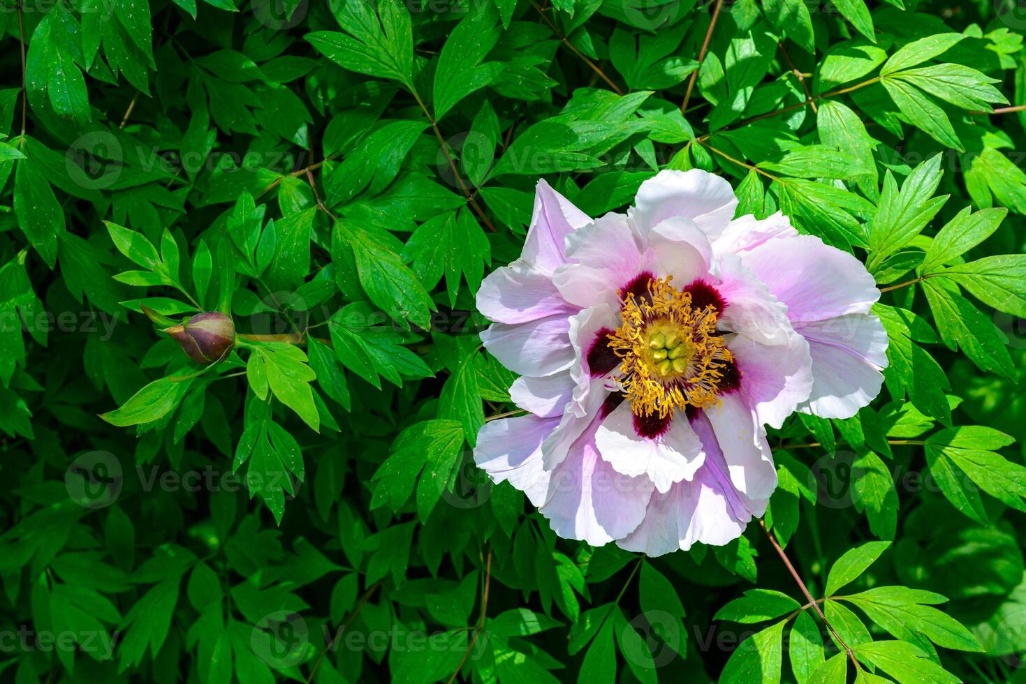 Pink flower of a tree -like peony hassle in the spring photo