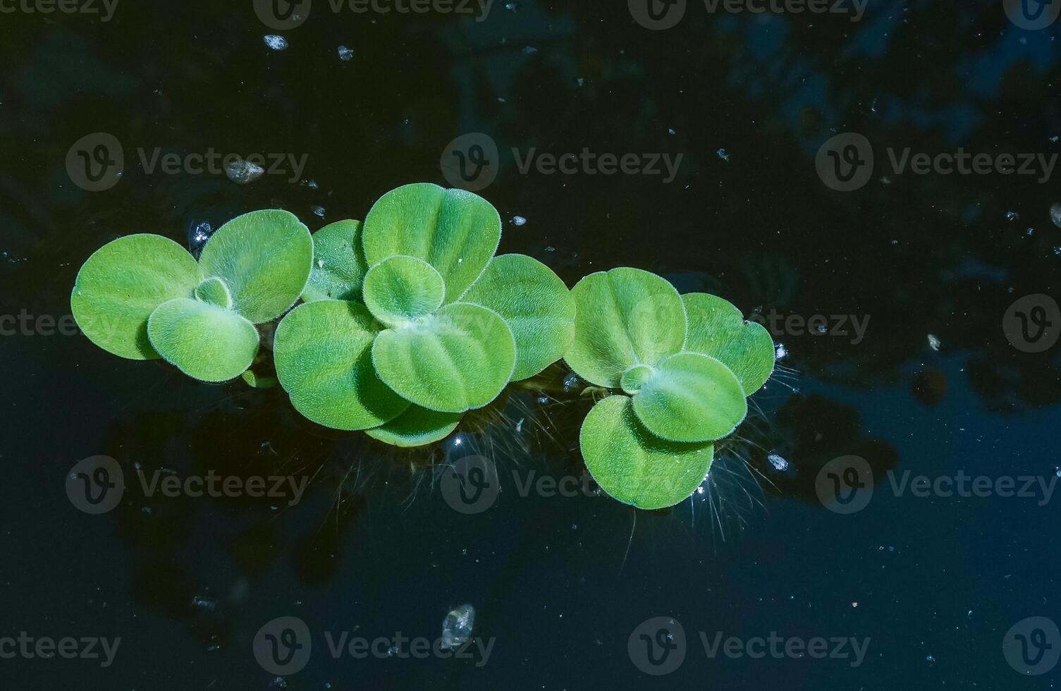 Aquatic plants floating on the surface of the water Pistia stratiotes. photo
