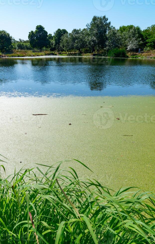 Aquatic plants floating on the surface of the water Pistia stratiotes among duckweed and Wolffia photo