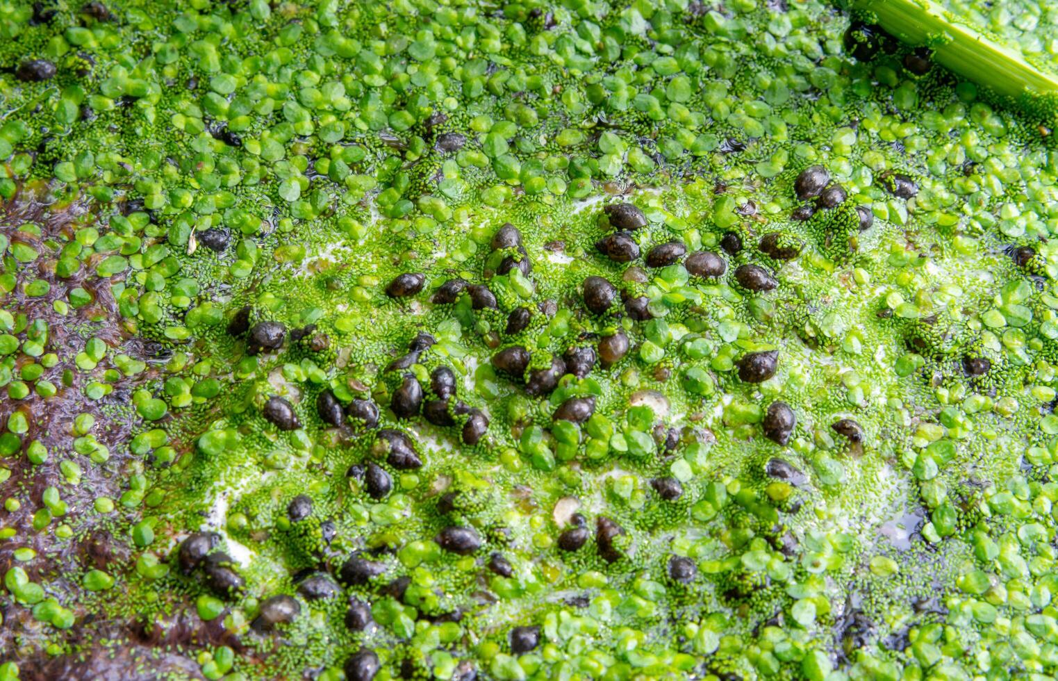 Small gastropods on duckweed Lemna turionifera in a lake overgrown with aquatic plants Piscia and Wolfia arrhiza photo