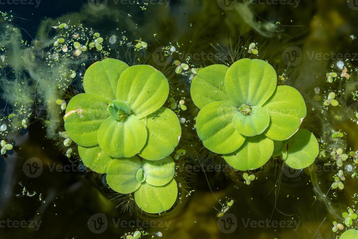 Pistia stratiotes - swims among aquatic plants rootless duckweed Wolffia arrhiza and duckweed Lemna turionifera photo