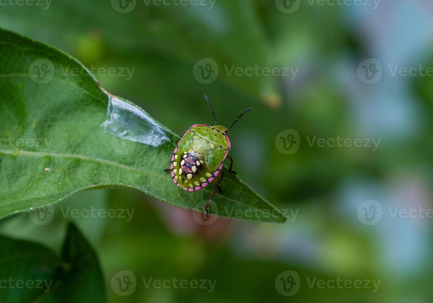 Green vegetable bug Nezara viridula, Third instar, young bed bug photo