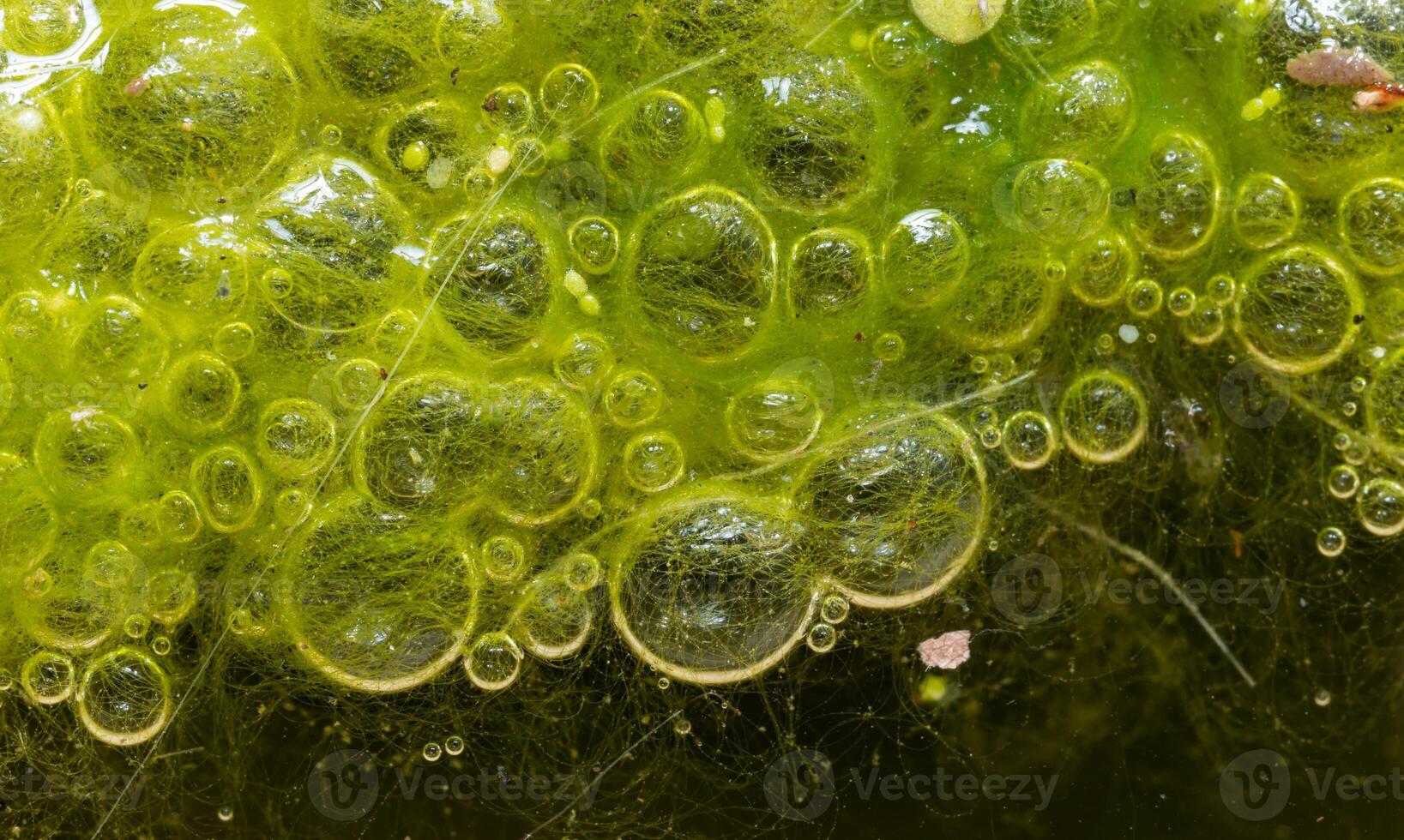 Freshwater algae Spirogyra release oxygen into the air, oxygen synthesis in water bodies photo