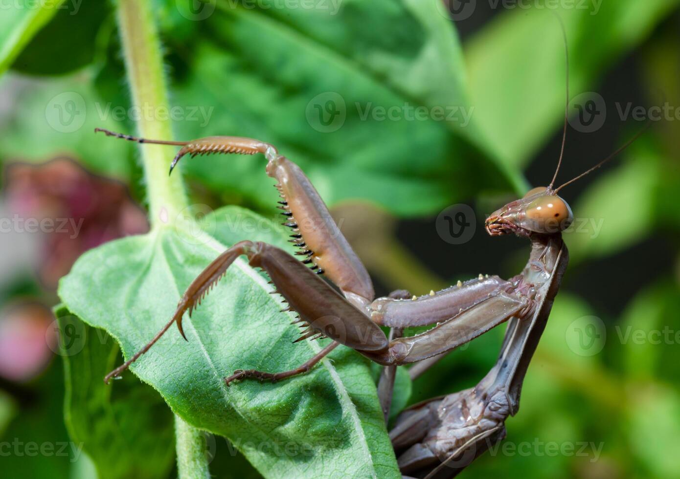 Hierodula transcaucasica - invasive species of mantis in Ukraine on a green leaf photo