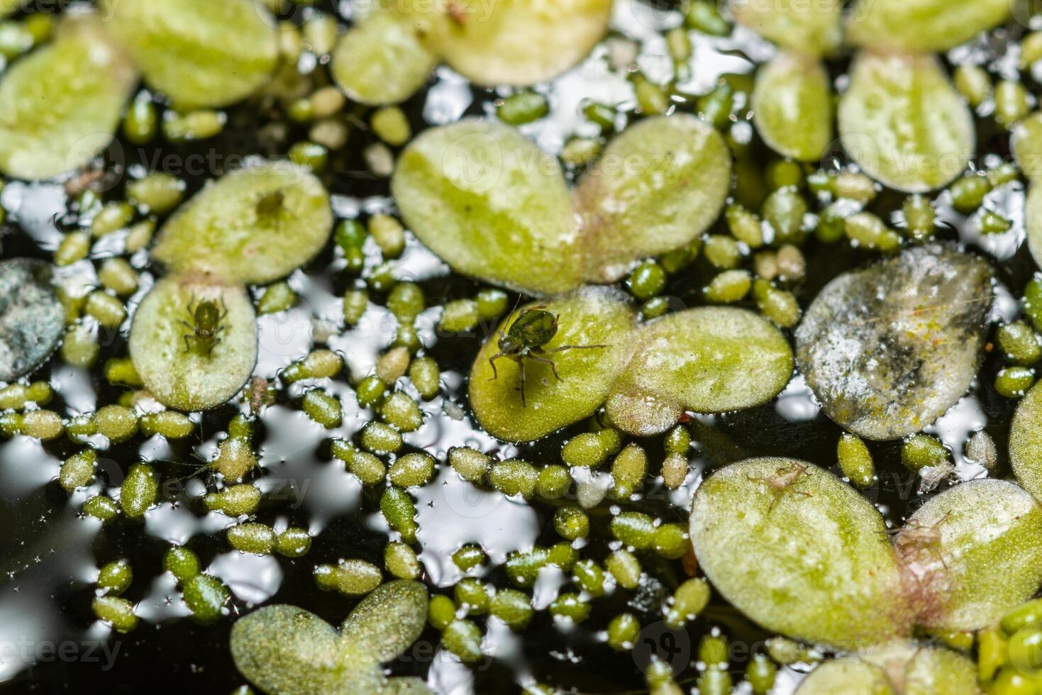Small green aphids on Spotless watermeal Wolffia arrhiza, duckweed Lemna turionifera photo