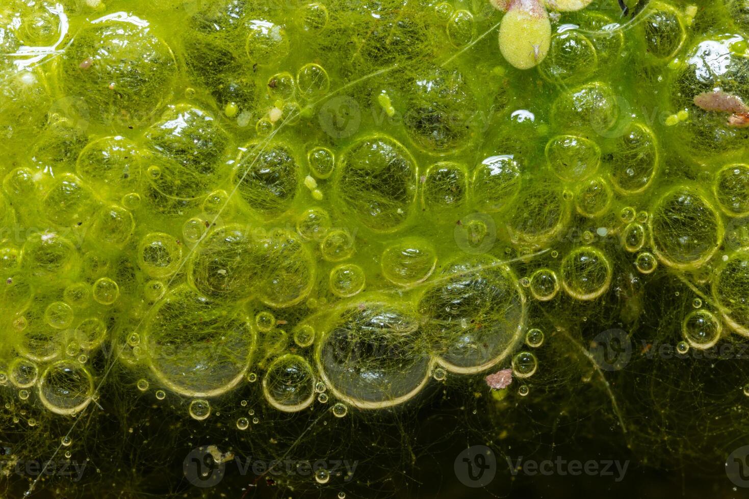 Freshwater algae Spirogyra release oxygen into the air, oxygen synthesis in water bodies photo