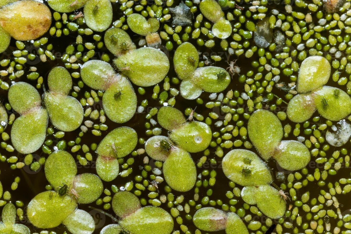 Small green aphids on Spotless watermeal Wolffia arrhiza, duckweed Lemna turionifera photo