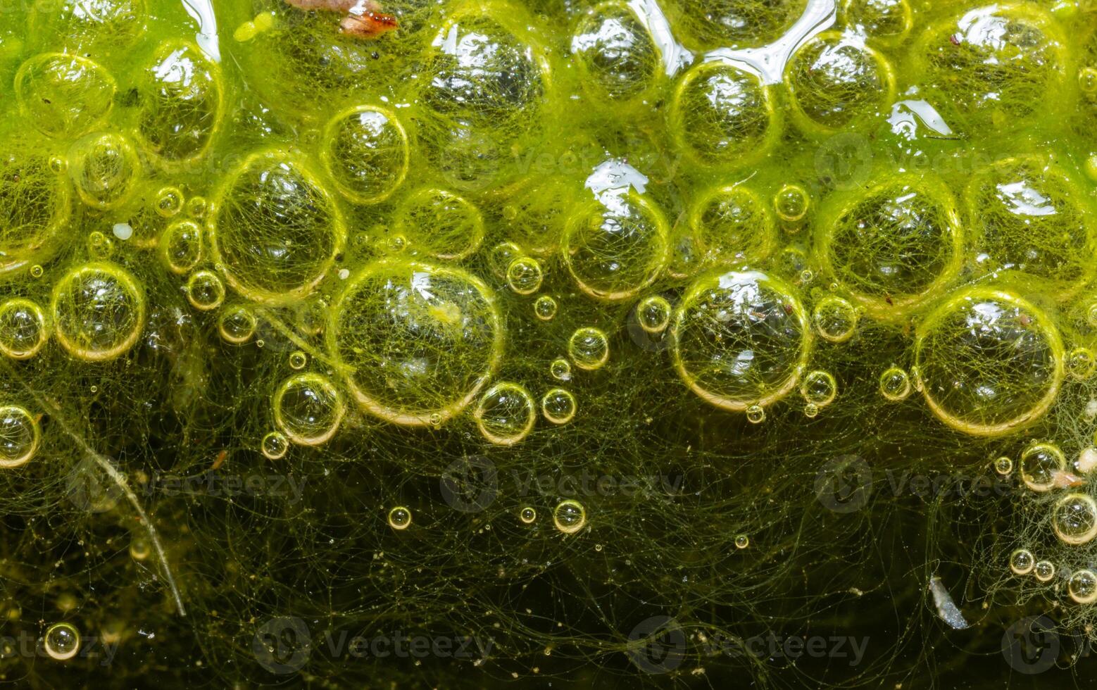 Freshwater algae Spirogyra release oxygen into the air, oxygen synthesis in water bodies photo