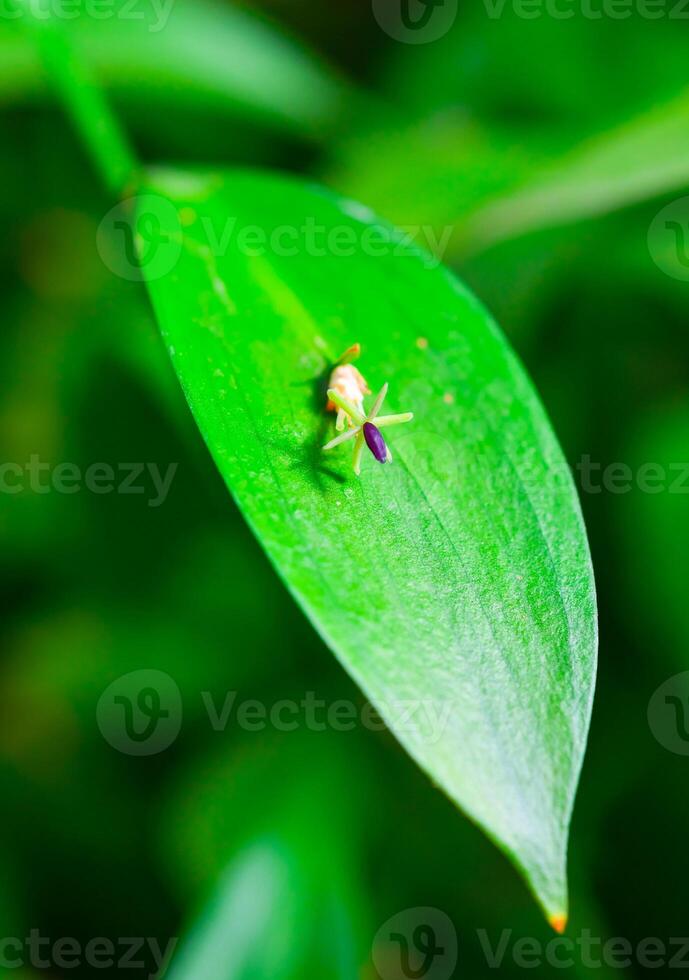 Ruscus hypophyllum - Close-up, small flower on a plant leaf, botanical garden photo