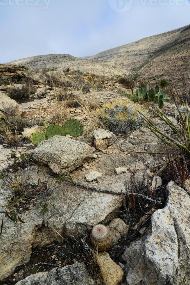 Agave, yucca, cacti and desert plants in a mountain valley landscape in New Mexico, photo