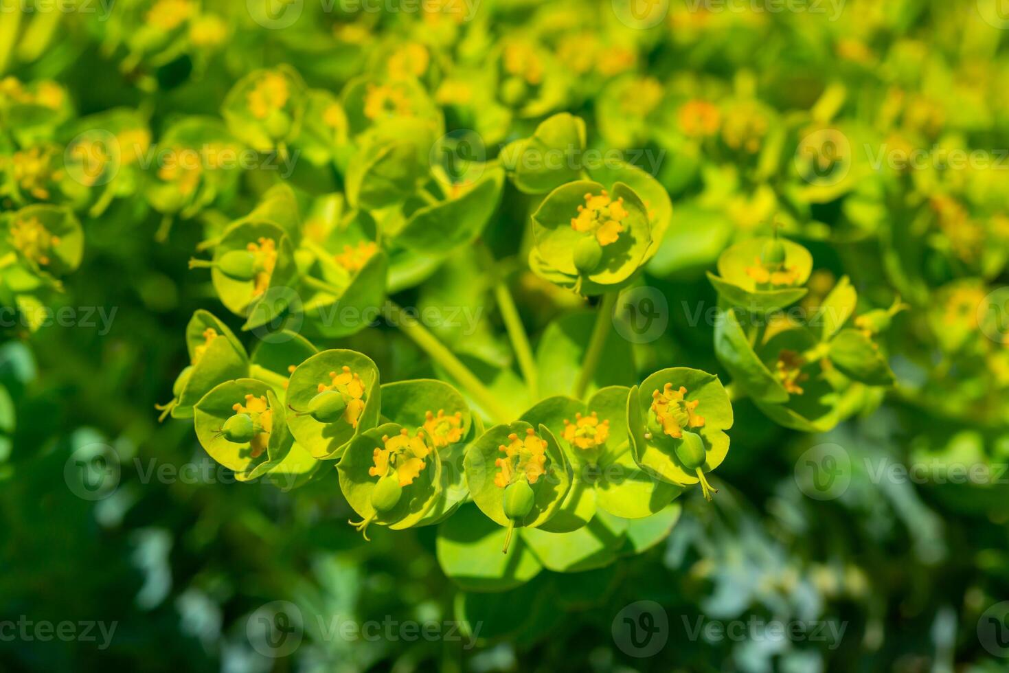 Yellow-green flowers of ornamental garden Euphorbia photo