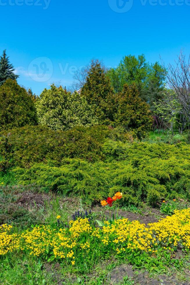 Flower bed with different types of plants against the background of coniferous trees in spring in a botanical garden photo