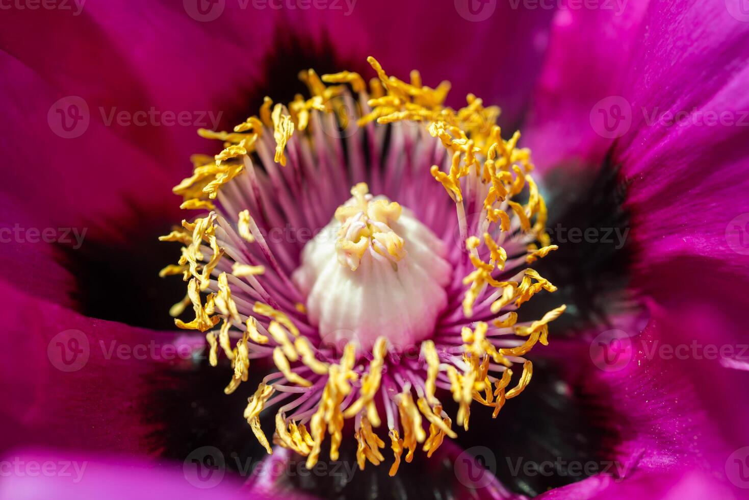 Close-up of tree peonies flowers in a garden in Odessa, Ukraine photo