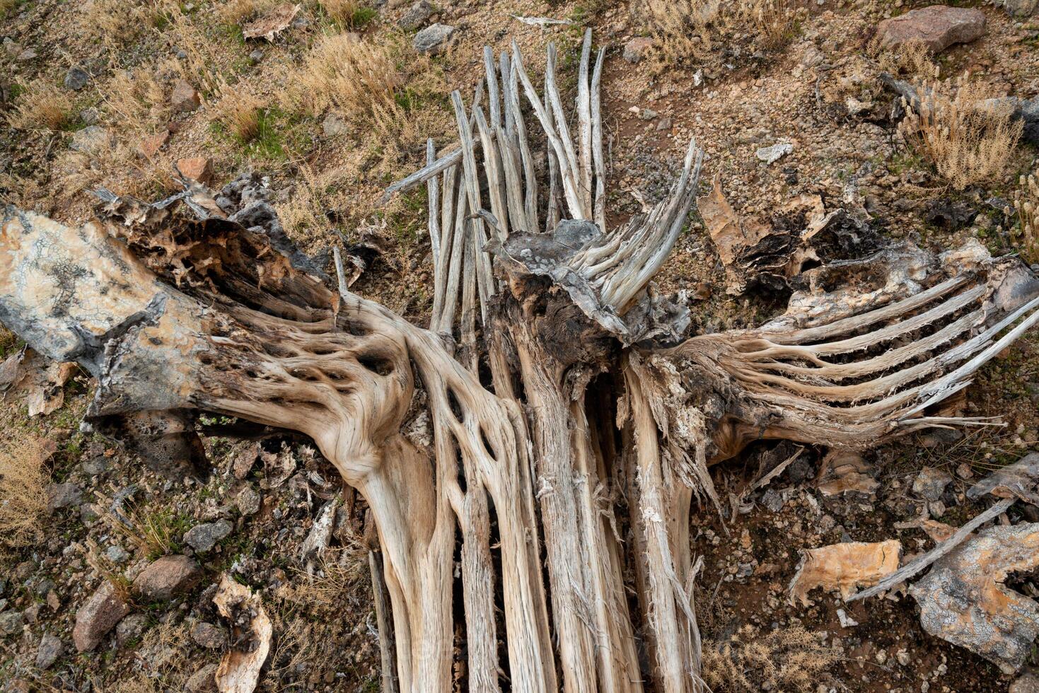 Dry woody pith of a dead cactus, Giant cactus Saguaro cactus Carnegiea gigantea, Arizona photo
