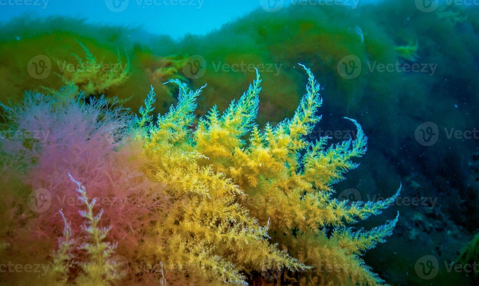 Black Sea, Hydroids Obelia, coelenterates, Macrophytes Red and Green algae photo