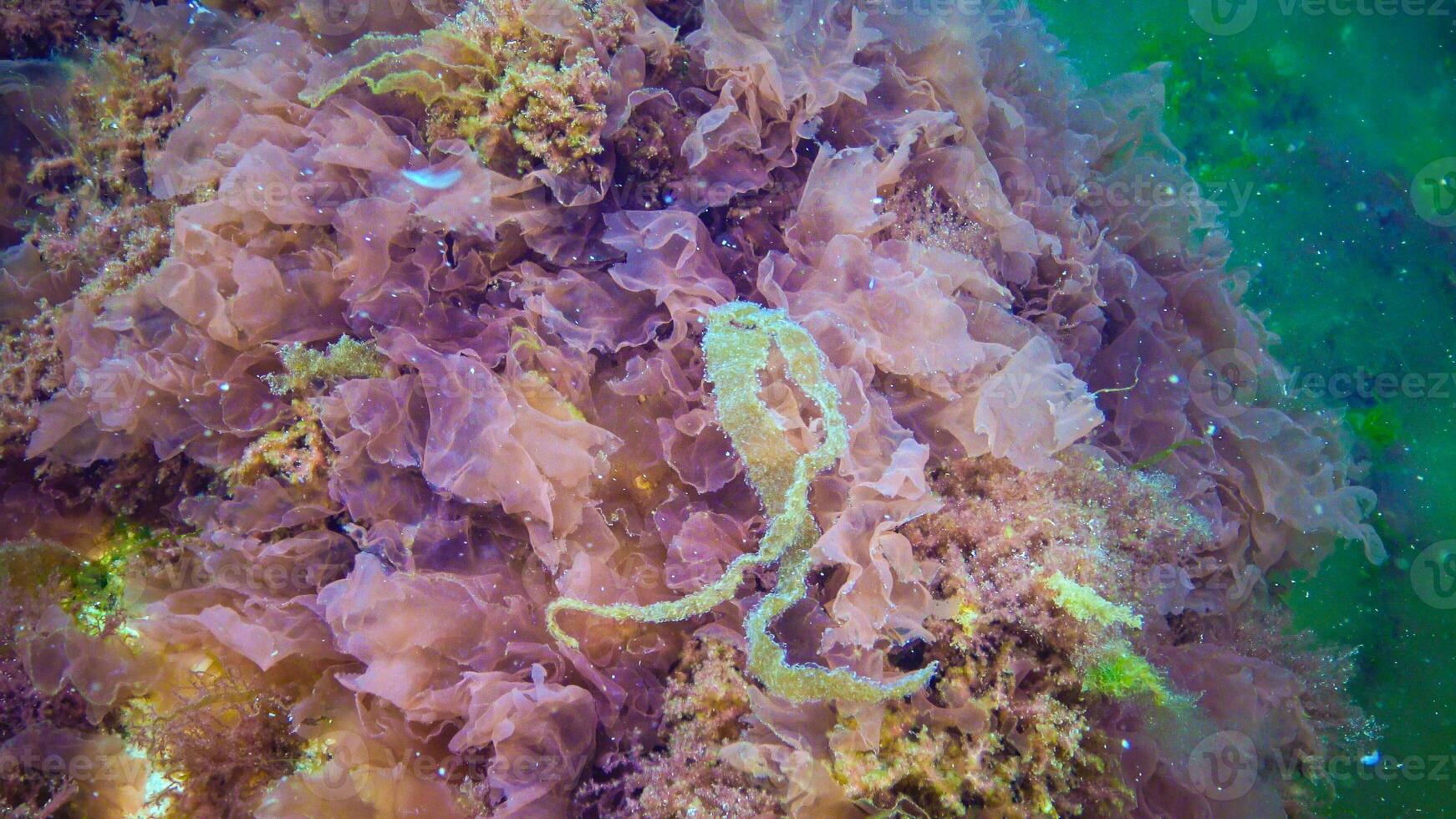 Underwater landscape, Black Sea. Green, red and brown algae on the seabed photo
