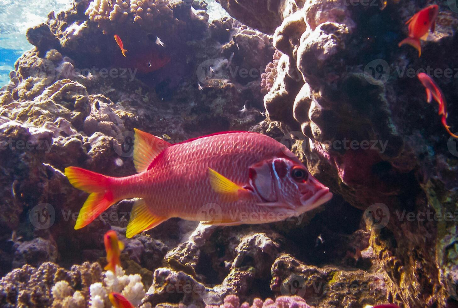 Sabre squirrelfish Sargocentron spiniferum, fish hiding in corals on a reef in the Red Sea photo