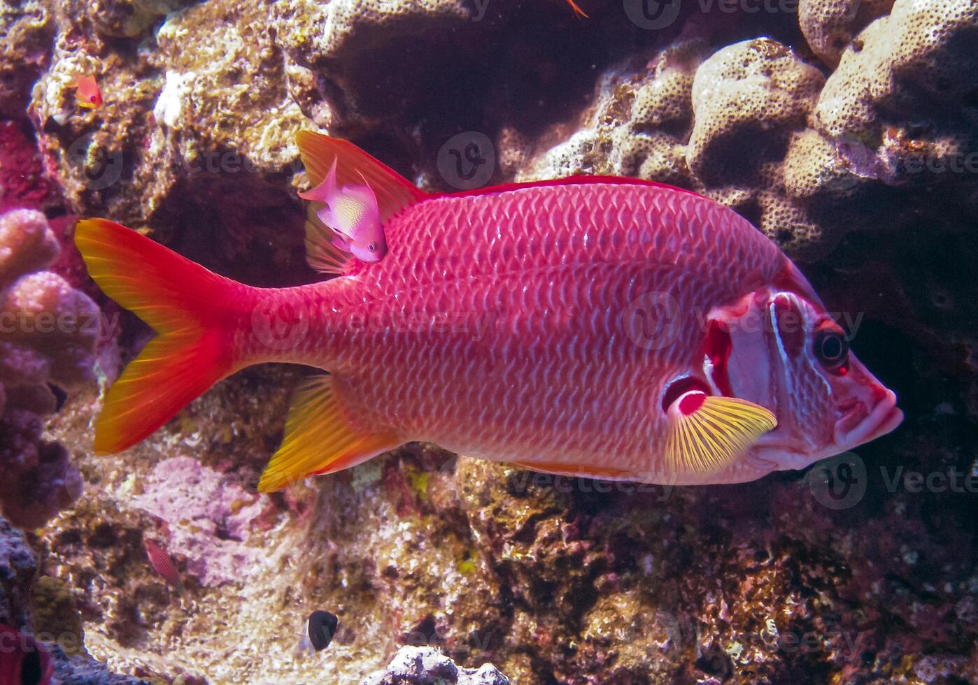 Sabre squirrelfish Sargocentron spiniferum, fish hiding in corals on a reef in the Red Sea photo
